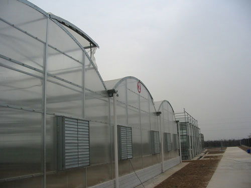 新華農(nóng)連棟溫室大棚 高性價比的現(xiàn)代農(nóng)業(yè)解決方案