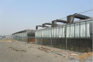 文絡(luò)型連棟玻璃溫室大棚建設(shè)廠家與現(xiàn)代農(nóng)業(yè)溫室的發(fā)展